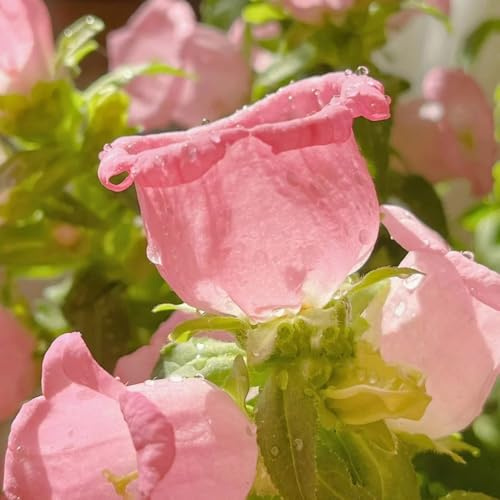 Semillas de campanilla - jardín Campánula mediana - semillas de para lugares soleados variedades antiguas 350pcs