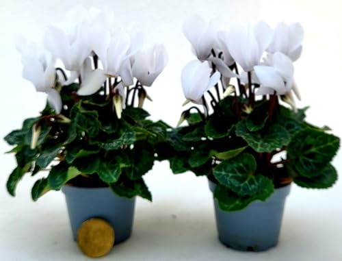 POWERS TO FLOWERS - CICLAMINO MICRO BIANCO, VERSIONE XXS, VASO 6CM Diametro, 2 PIANTE, piante vere
