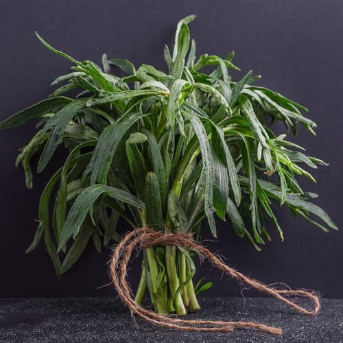 semillas de estragón, Cobertura del suelo, invierno, frescas de estragón cocina de jardín 500pcs