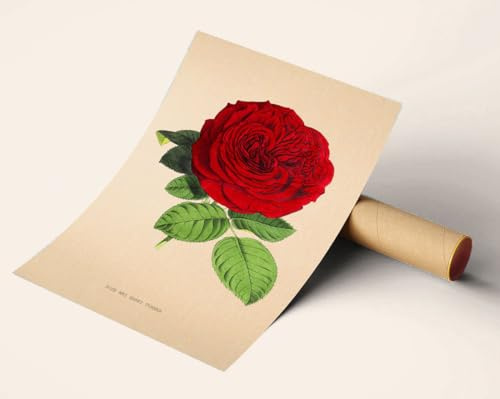 Vintage Oil Painting Poster of Harry Turner Rose flower Botanical Home Green Leaf | 11x17 12x18 16x24 24x36 Reproduction Unframed Print | Antique Old Style Gift | Rustic Home Office Decor