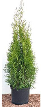 Lebensbaum Thuja occidentalis Smaragd 80-100 cm 15 Stück winterhart | 15 Stück, sonnig bis halbschattig, schnittverträglich, ideal für Formhecke und Sichtschutz im Garten