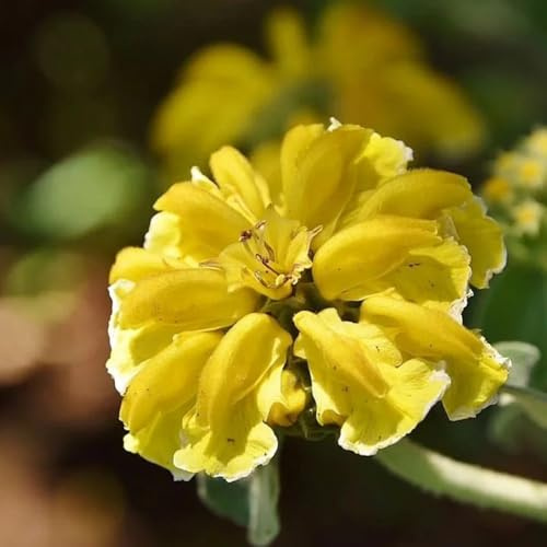 Semillas de epilobio, Phlomis fruticosa, productos sostenibles de exóticas Decoración de jardín para exteriores de perennes 200pcs