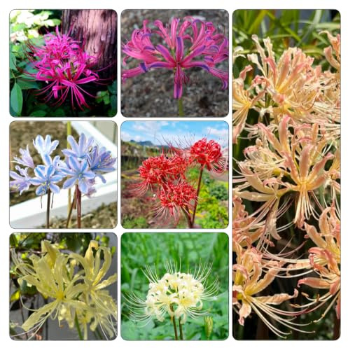 Lirio araña - Lycoris radiata de balcón de jardín resistentes balcón jardín 5bulbos