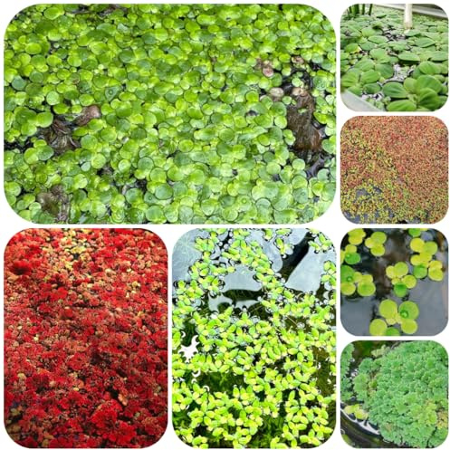 semillas de lenteja de agua para acuario en resistentes al aire libre acuáticas jardín rocas resistentes mini estanque interior para el jardín 130pcs