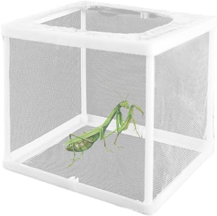 2 st 15 x 14 x 13 cm bön Mantis äggfodral livsmiljö inkubator för tarantlar spindlar sniglar syrsor myror