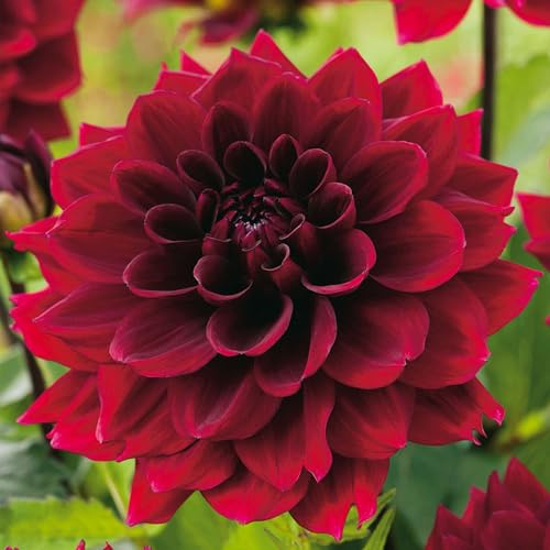 3 Dahlias 'Arabian Night' Bulbes à fleurs d'été en extérieur dans un grand emballage - Plantes prêtes pour les parterres de fleurs, pots, conteneurs.