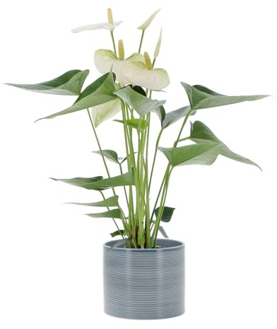 KENTIS - Anthurium Bianca Pianta Vera - Anturio - Fiorita da Interni Purifica Aria - Appartamento - H 35/45 cm Vaso Ø 12 cm