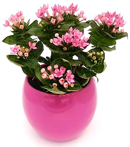 POWERS TO FLOWERS - BOUVARDIA PINK IN VASO CERAMICA FUCSIA STONDATO, pianta vera