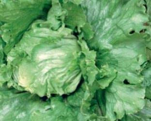 880 Seeds of Lettuce Iceberg Great Lakes