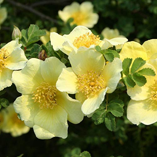 Rosa xanthina Manchu Rose Canarie Uccello Rosa 10 semi