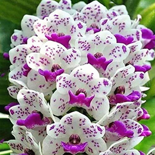 Benoon Semillas De Phalaenopsis, 50 Piezas/Bolsa Semillas De Phalaenopsis Adornos De Paisajismo De Orquídeas Colores Mezclados Plántulas De Plantación De Flores Para Jardín Semillas de Phalaenopsis
