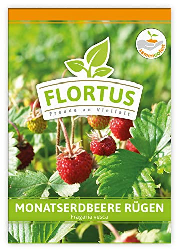 FLORTUS Monatserdbeere Rügen | Erdbeersamen | Obstsamen | Samen zur Anzucht für Garten, Balkon, Küche & Fensterbank