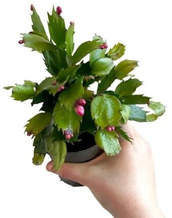 Cactus de Navidad de Colores: la Planta Más Original para tu Hogar