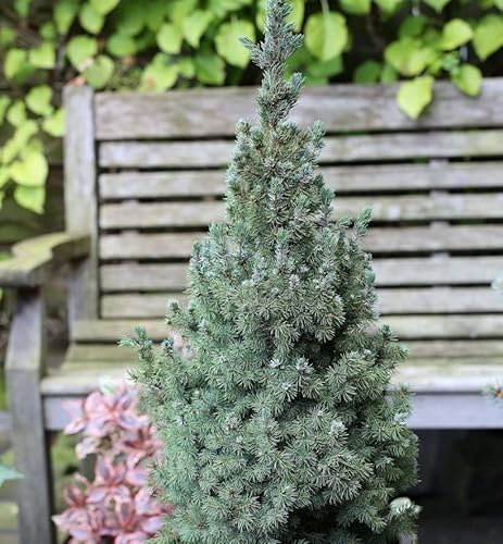 Zwerg Zuckerhut Fichte Sanders Blue 60-70cm - Picea glauca - lebende Gartenpflanze aus den Baumschulen