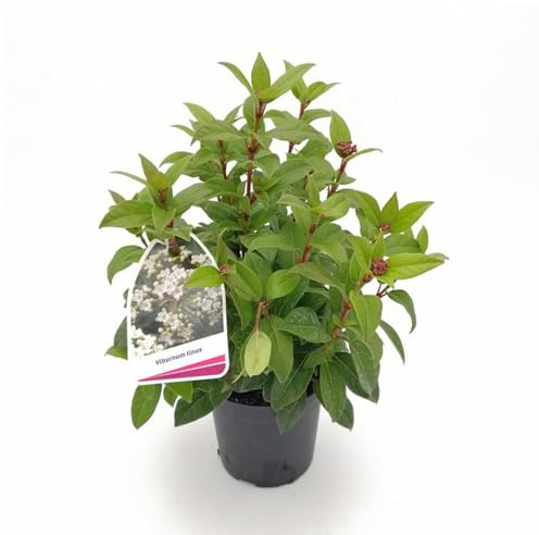 Viburnum tinus (“Laurustino”) 1 Piantina in Vaso | Arbusto Sempreverde Fiorito in Inverno, Fogliame Lucido, Facile Coltivazione, Ideale per Siepi, Bordure e Giardini Mediterranei
