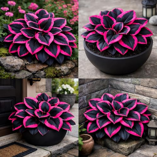 Planta Hosta con textura de terciopelo, hojas de color morado profundo con venas plateadas, ornamental tolerante a la sombra para patio, que crece rápido, tallado de jade dorado, 4 raíces, semillo
