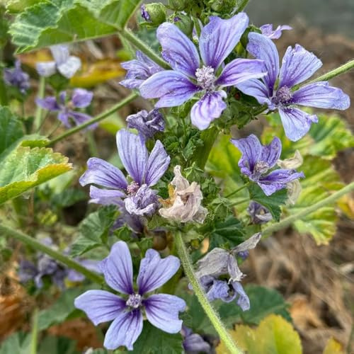 semi di malva, balcone di vecchie varietà rare perenni resistenti per luoghi soleggiati da giardino esterno resistenti regali 200pcs
