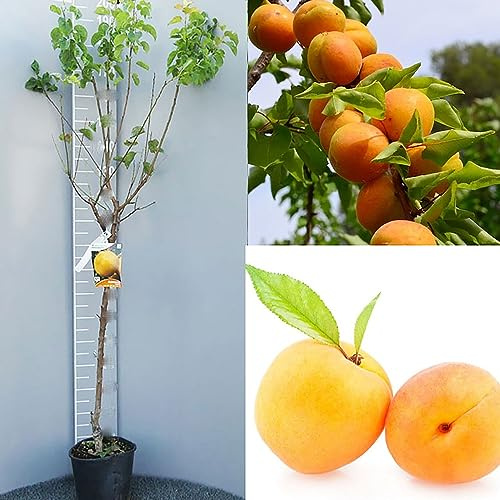 SAVINI VIVAI Plantes fruitières Antonio Errani Abricotier en pot 22-24 cm 2-3 ans Hauteur 130-150 cm