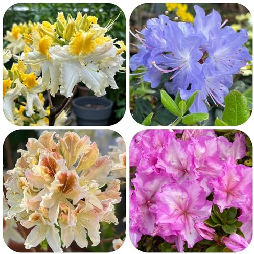 azalee winterhart - rhododendron steingarten 300samen