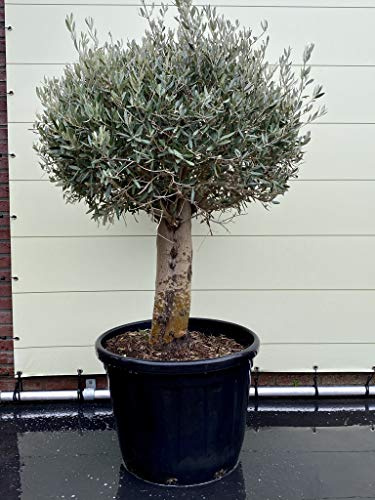 Tropictrees - OLEA EUROPEA - OLIVENBAUM KUGEL AUF STAMM 150CM - STAMMUMFANG 35/50 CM