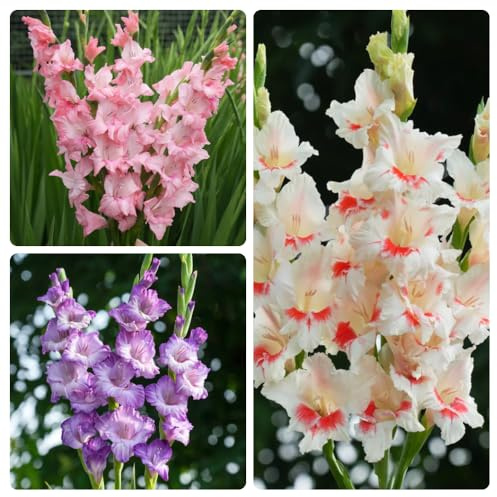 GladiolenZwiebelnWinterhartMehrjährig-büro deko,gartendeko für draußen gartenPflanzenwinterhart mehrjährig topf,gartenpflanzen,dekoration wohnzimmer 10pcs