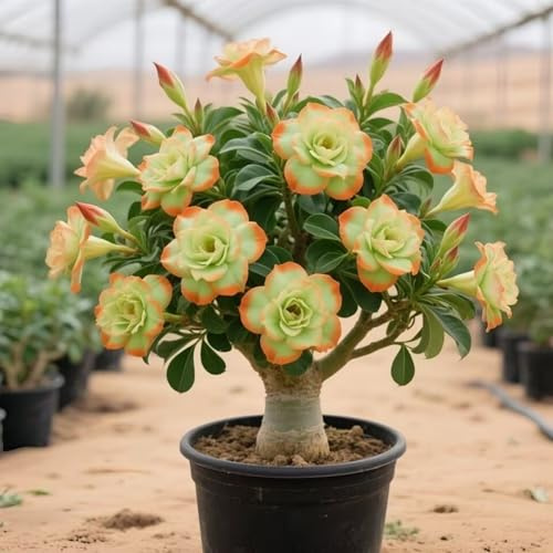 Eccellente Rizoma Di Rosa Del Deserto, Resistenti Al Freddo E Alla Siccità, Facile Da Coltivare, Splendide esposizioni in giardino-1 Rizoma-H