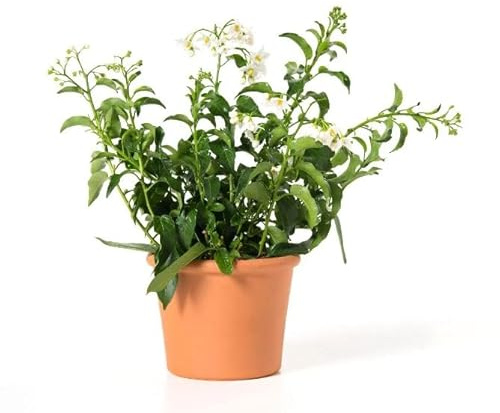 Solanum Jasminoide o Jazmín Nocturno Natural Arbusto de Exterior Perfecto para Crear una Enredadera