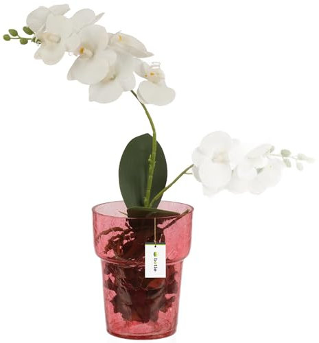 Pot de fleurs, pot de fleurs en verre, pour orchidées, pot d'orchidée, diamètre 15,5 cm, hauteur 18 cm, rouge, structure en toile d'araignée, grand avec gestion de l'eau régulatrice de la pièce, vase