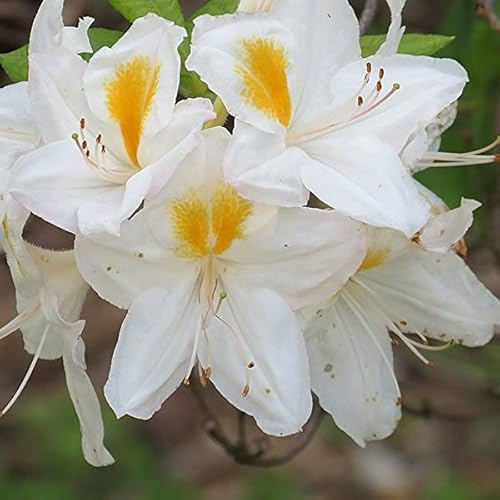 Azalée caduque Knaphill 'Blanc' – Azalea knaphill 'Blanc' 40–50 cm pot | Arbuste caduc, floraison blanche élégante