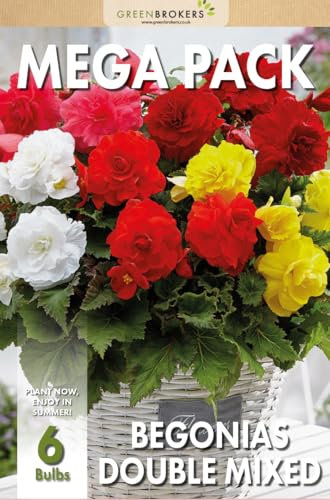 Mega Pack Begonias | Mixed Summer Flowering Bulbs | Bee & Butterfly Friendly | Eco Packaging | Premium Holland Selection Quality