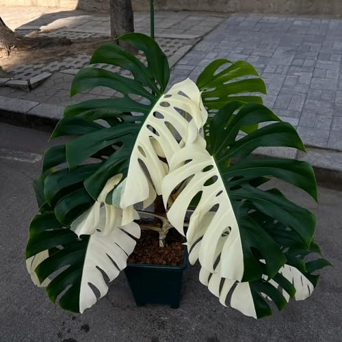 semillas de monstera - jardín trepadoras de exterior Decoraciones jardín exteriores cobertura del suelo balcón resistentes 15pcs