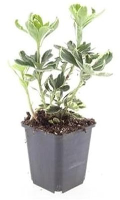 Bodendecker - Weissbuntes Schattengrün - Pachysandra terminalis 'Variegata' - 9cm Topf - Set mit 60 Pflanzen