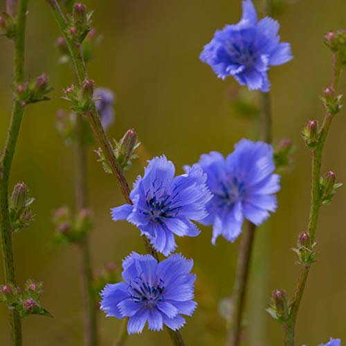 100g Seeds of Common Chicory Cichorium Intybus Succory