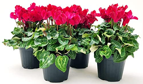 POWERS TO FLOWERS - CICLAMINO A FIORE PICCOLO PROFUMATO, CICLAMINO MINI ROSSO, 4 PIANTE, VASO 10CM, piante vere
