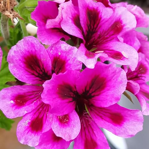 semillas de geranio pelargonium colgando, macizos, exóticas resistentes de silvestres, lecho elevado, 180pcs