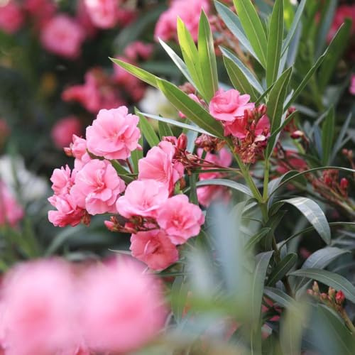 Oleander - sträucher winterhart bonsai garden baumsamen Seltene - topf sommerblumen blumensamen Oleander pflanzensamen 80samen