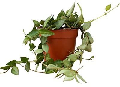 PLNTS - Hoya Kroniana Eskimo (Wachsblume) - Zimmerpflanzen, Pflanzen Echt, Nachhaltige Verpackung - 12cm Topf - Höhe 30cm - Direkt von der Gärtnerei