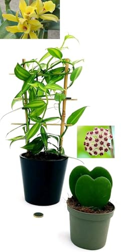 POWERS TO FLOWERS - ORCHIDEA VANIGLIA XL e HOYA CUORE CURRY DOPPIA, Piante Vere