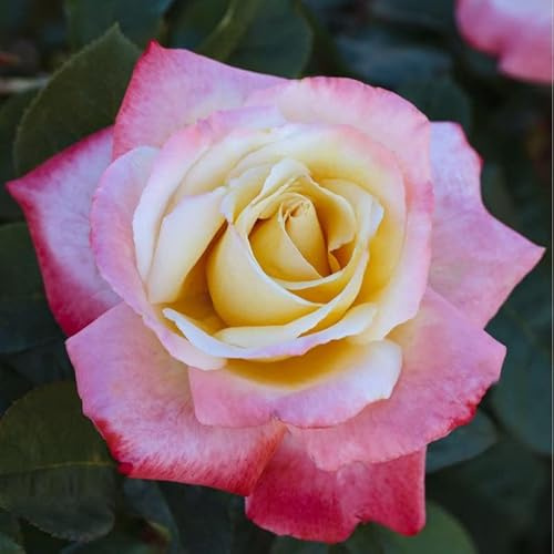 AMDGarden Rosa Brevettata Laetitia Casta® Meilland Bicolore Profumata Pianta in Vaso 19 cm Rosa e Bianco