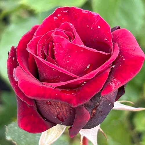 Dear Grandad - 5.5lt Potted Floribunda Garden Bush Rose - Deep Crimson with Pink Stripes - Exclusive