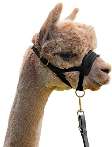 Alpaka Führset Hochwertiges Kunstleder Halfter und Führleine: Perfekt für eine Alpaka Wanderung schwarz