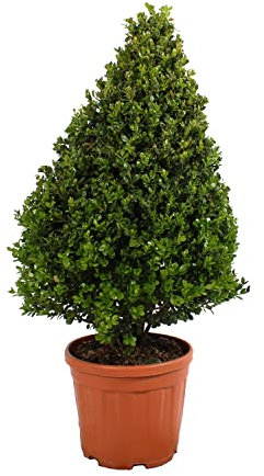 KENTIS - Bosso Pianta Ornamentale Cono - Buxus Microphylla Faulkner - Piante Vere da Esterno Sempreverdi Resistenti - H 80-100 cm Vaso Ø 24 cm
