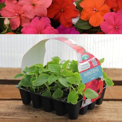 Plug Plants Impatiens Busy Lizzie Beacon Mix - 20 Plants Per Tray - Ready to Grow On Bedding Plugs - Summer Flowering Ideal for Containers, Patio Pots and Beds or Borders - 3 Packs