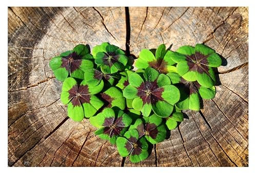 20x Oxalis Iron Cross Bulbs Good Luck Plant Pink Garden Perennials Flowers Lucky Clover