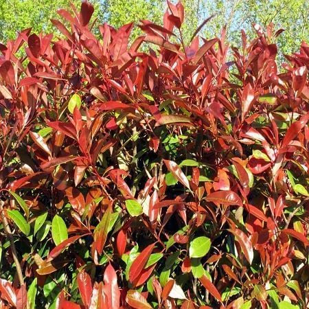 Graines de plantes Photinia 50 pièces rouges