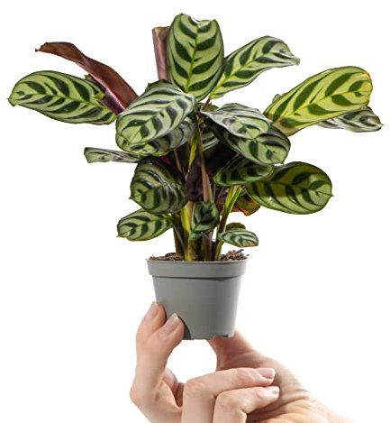 Baby Prayer Plant - Maranta Leuconeura Amabilis Small Indoor Houseplant in 6cm Pot | Mini Plant with Patterned Foliage | for Home and Office | Grow Your Own Baby Plants