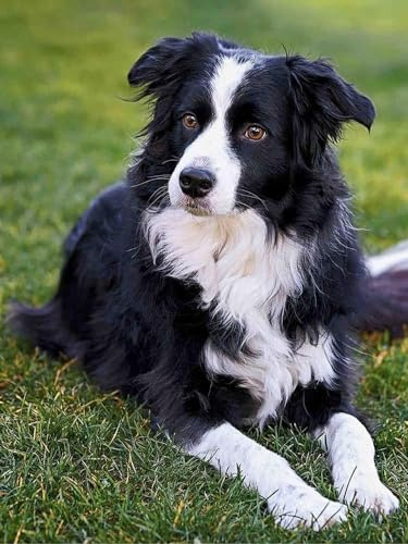 YSCOLOR Diamant Painting Rundes Diamant Malerei Border Collie Hund Diy Strass Stickerei Kunst Erwachsene Nach Zahlen Malen Bastelset Heimdekoration Geschenke 30x40cm