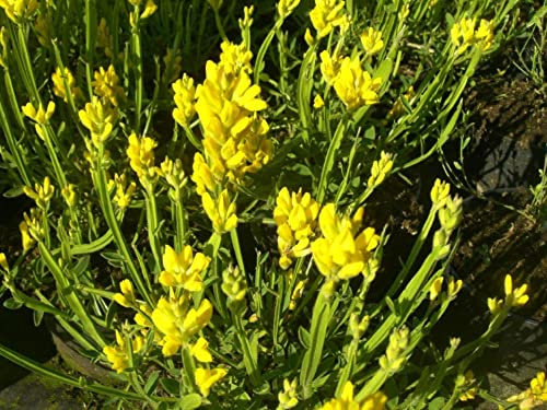 Genista sagittalis - Flügel-Ginster