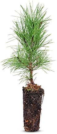 Frische, junge, lebende Zirbe (Pinus Cembra/Zirbelkiefer) - ca. 20-25cm hoch - Nadelholz - echte Pflanze zum Einsetzen