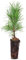 Frische, junge, lebende Zirbe (Pinus Cembra/Zirbelkiefer) - ca. 20-25cm hoch - Nadelholz - echte Pflanze zum Einsetzen